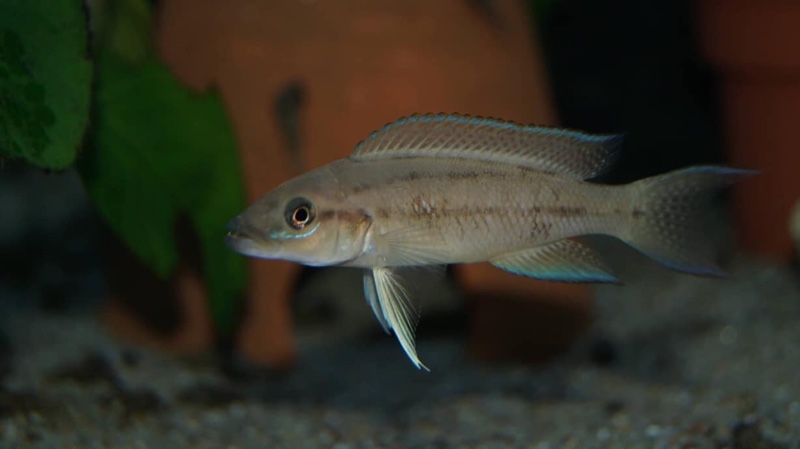 Neolamprologus longicaudatus 'Bilila (Kavala) Island'